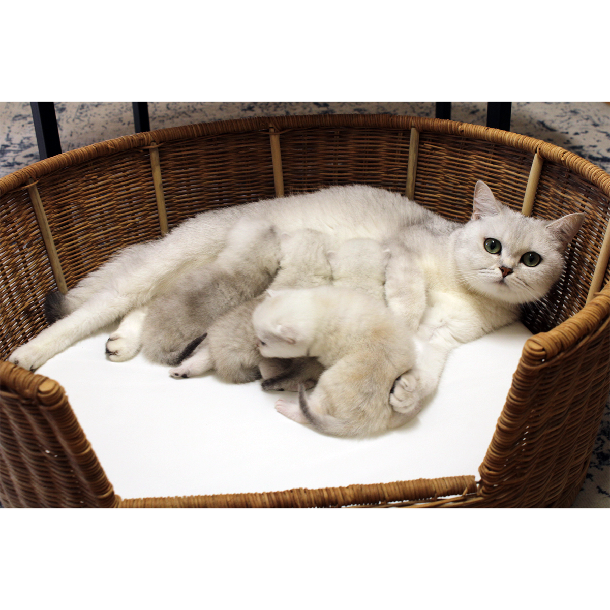 kittens in basket