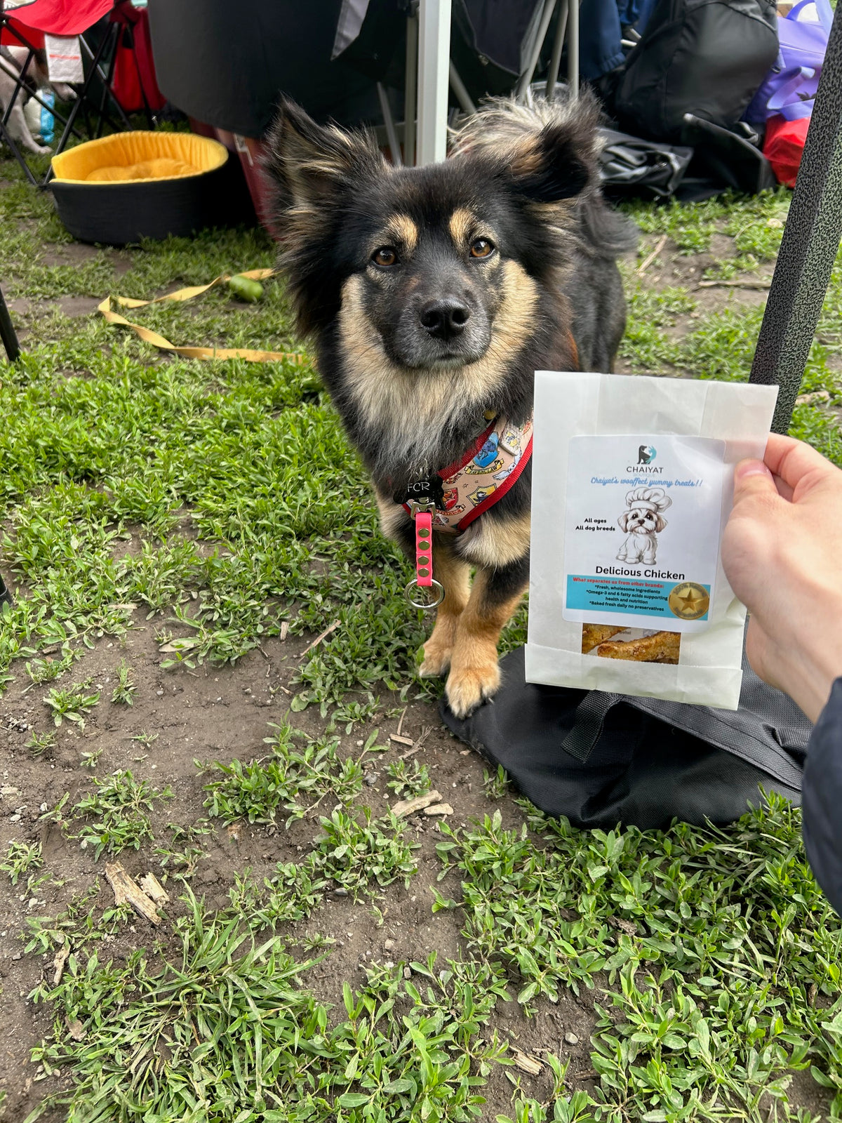 Delicious Chicken Dog Treats