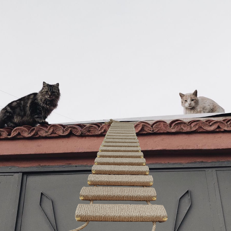 Cat hotsell climbing ladder