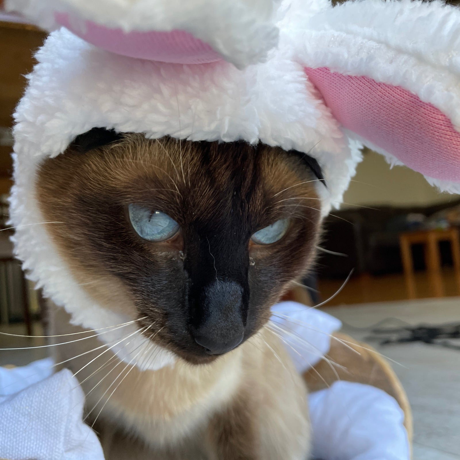 bunny ear costume cat
