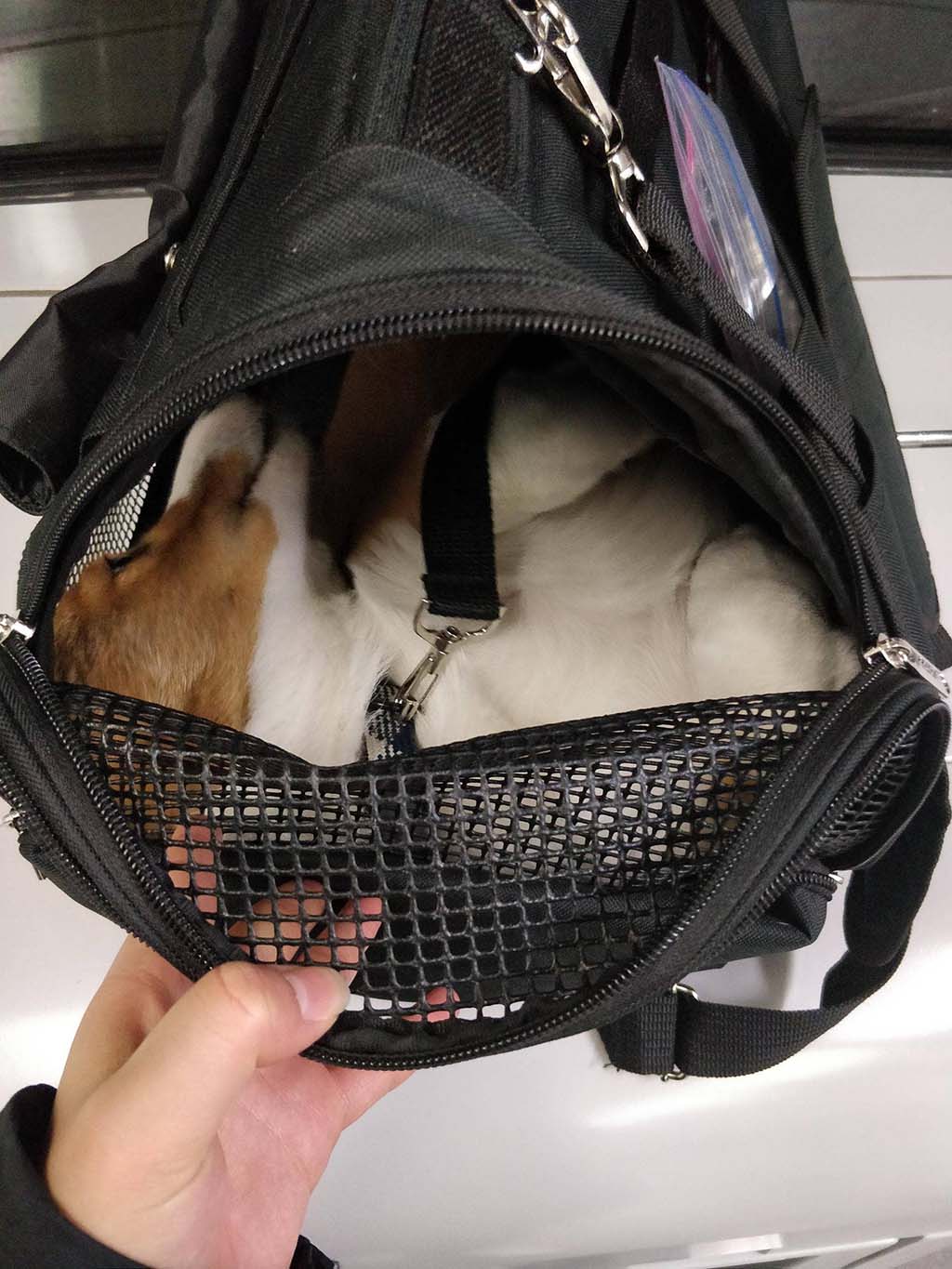 Discreet cat outlet carrier