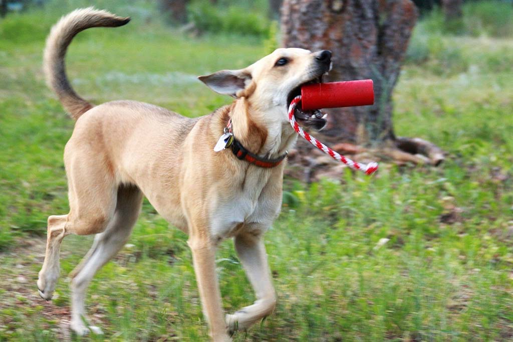 fun dog chew toy