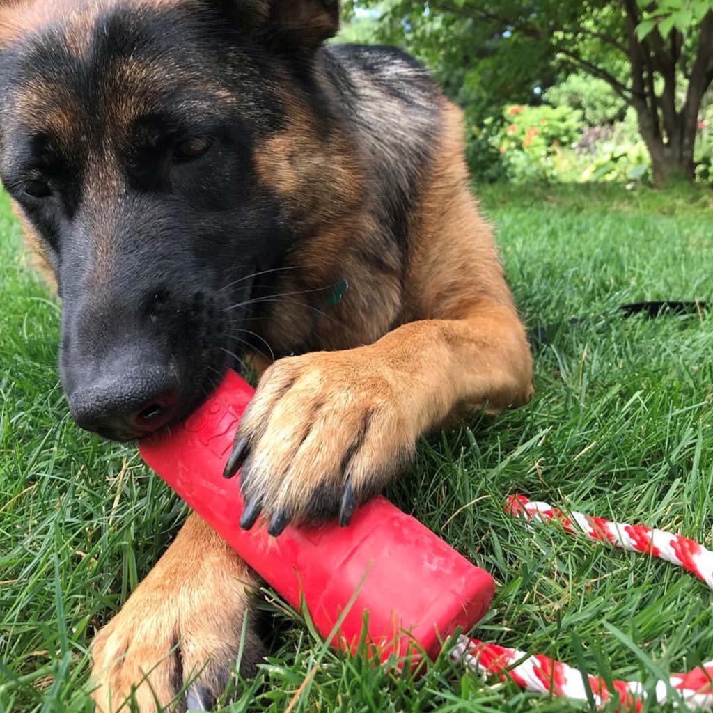 fun throw toy for pets