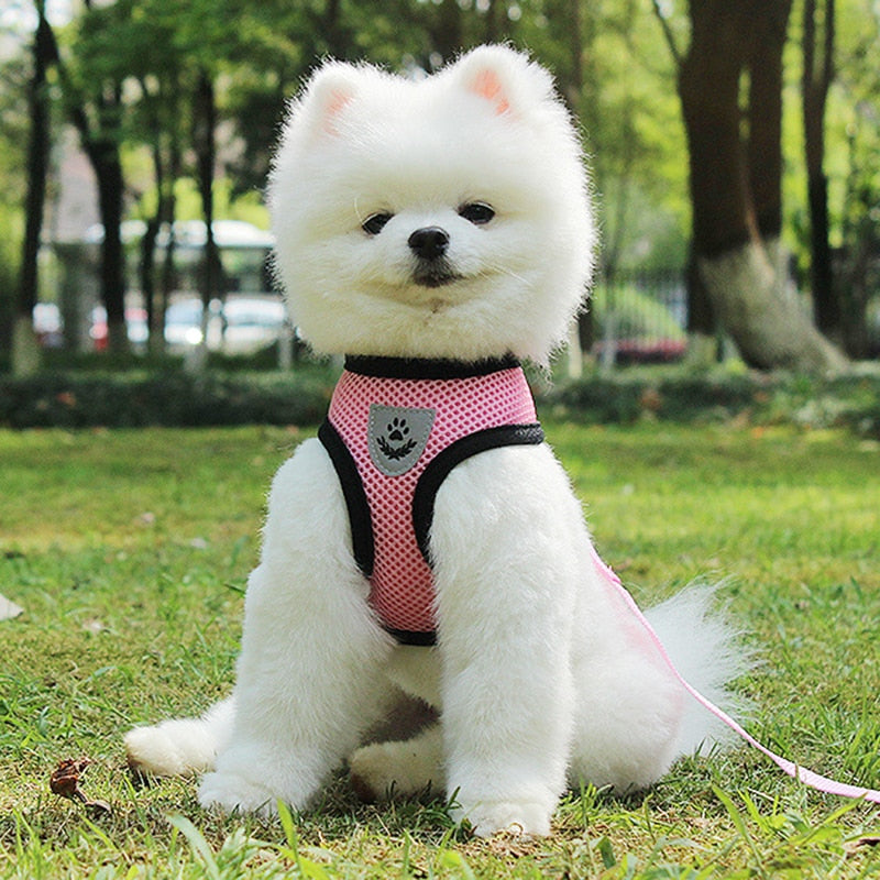 Cute small dog clearance harness