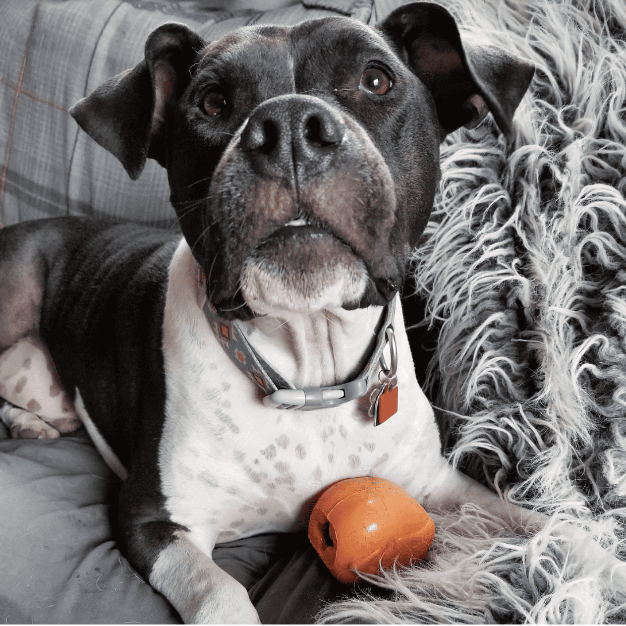 Turkey Time! - Durable Dog Toy