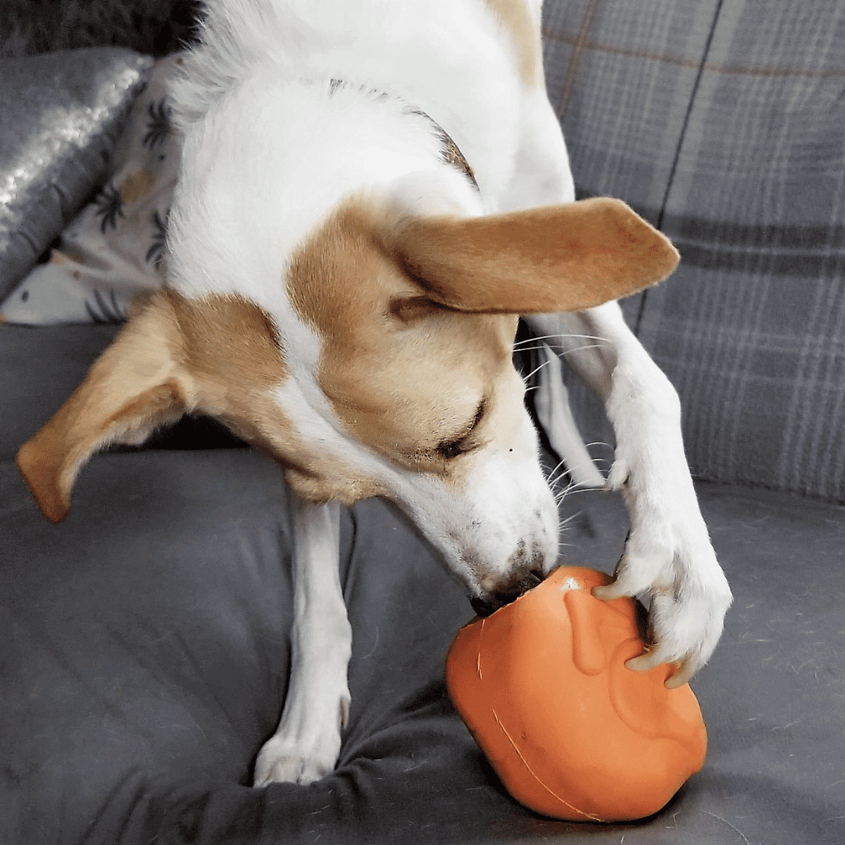 Turkey Time! - Durable Dog Toy