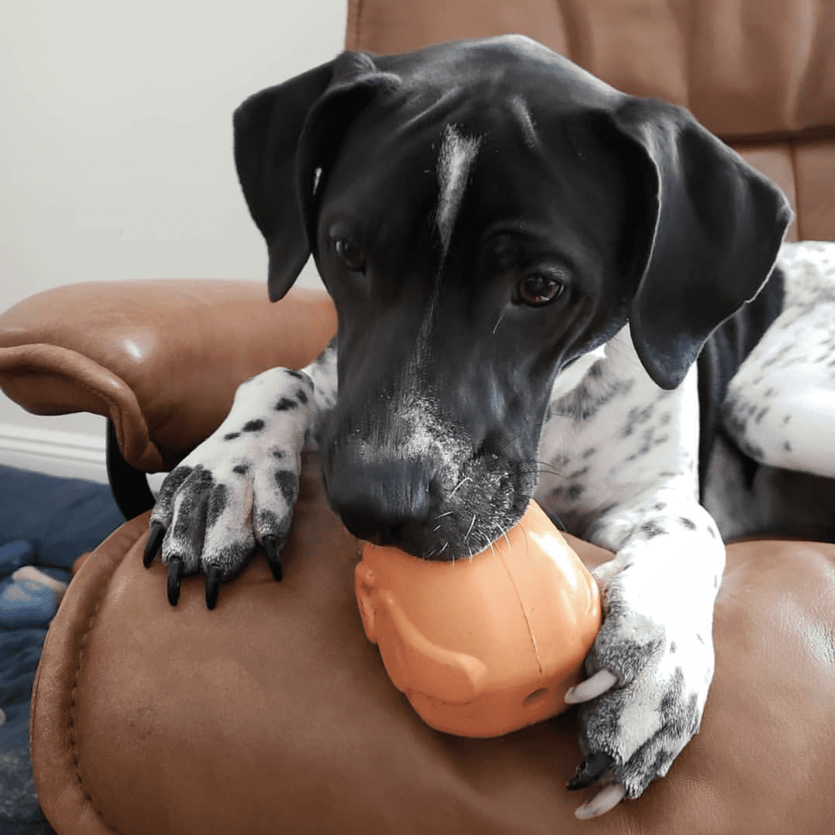 Turkey Time! - Durable Dog Toy